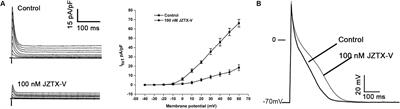 JZTX-V Targets the Voltage Sensor in Kv4.2 to Inhibit Ito Potassium Channels in Cardiomyocytes